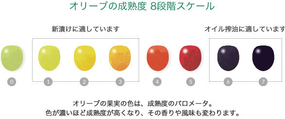 オリーブの実は 緑色よりも黒色の方が 効能も強いのか トレンド一郎のブログ